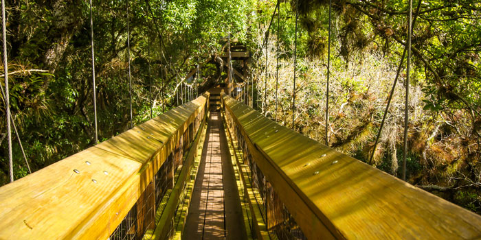 Canopy walkway through Myakka River State Park
