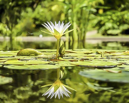 Water lily at Marie Selby Botanical Gardens